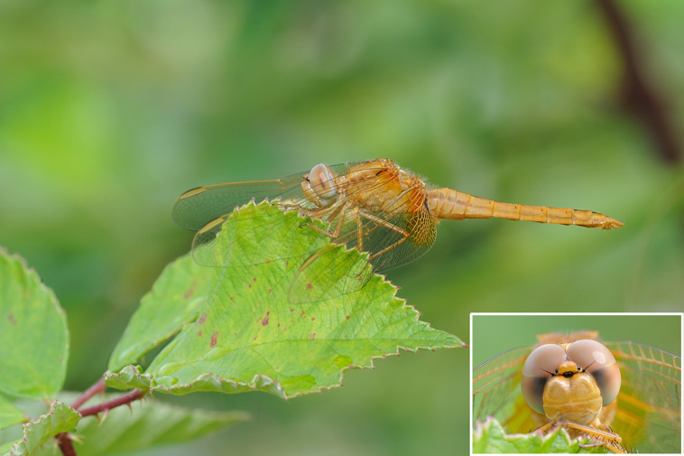 Sympetrum ......